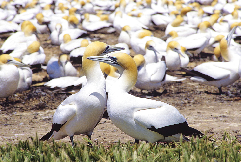 New Zealand, Cape Kidnappers, Colony of Australasian Gannet (Sula serrator).