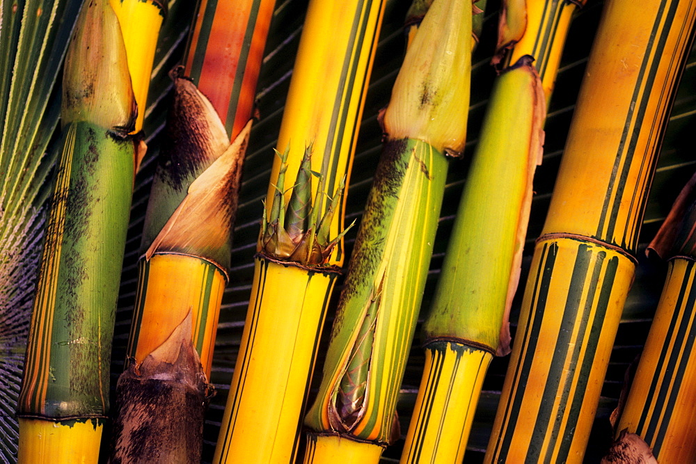 Hawaii, Maui, Closeup of bamboo stalks.