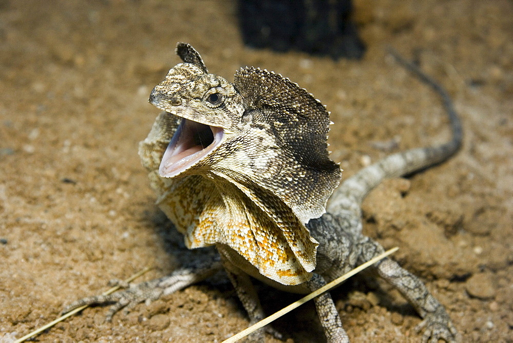 Australia, The threat display of the frilled lizard (Chlamydosaurus kingii).