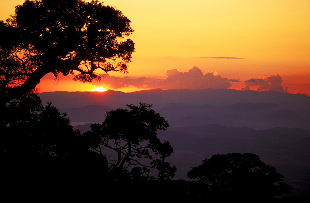 Costa Rica, Monteverde Park , Orange sunset on horizon, silhouetteed tree on hillside.