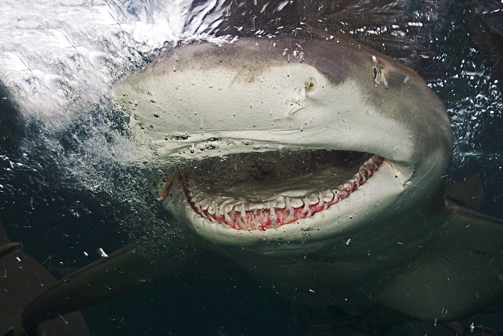 Caribbean, Bahamas, Little Bahama Bank, Lemon Shark (Negaprion brevirostris) close-up near surface, mouth open.