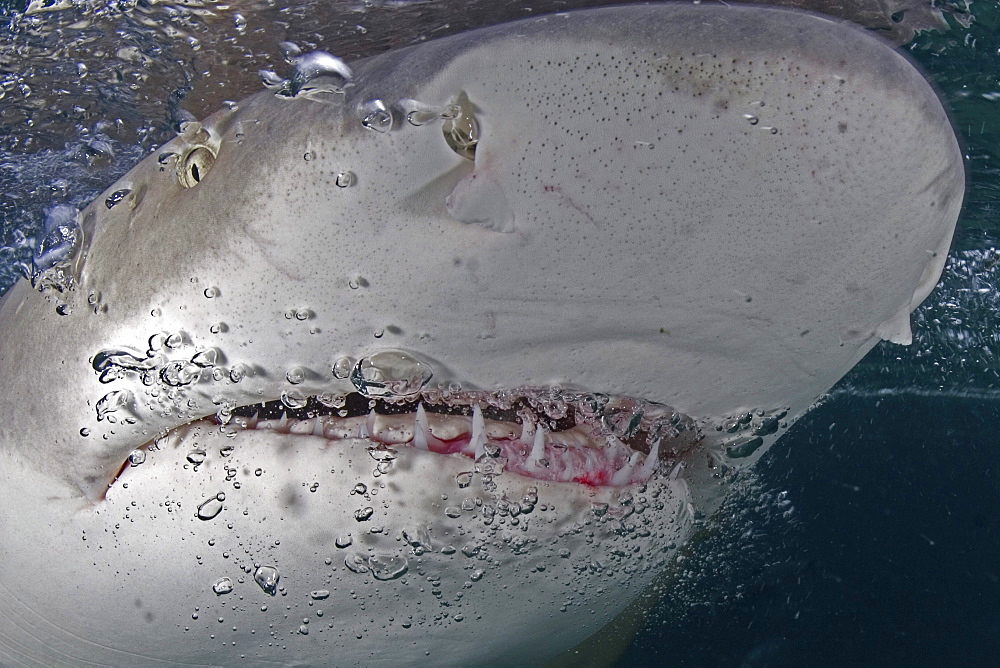 Caribbean, Bahamas, Little Bahama Bank, Lemon Shark (Negaprion brevirostris) close-up near surface.