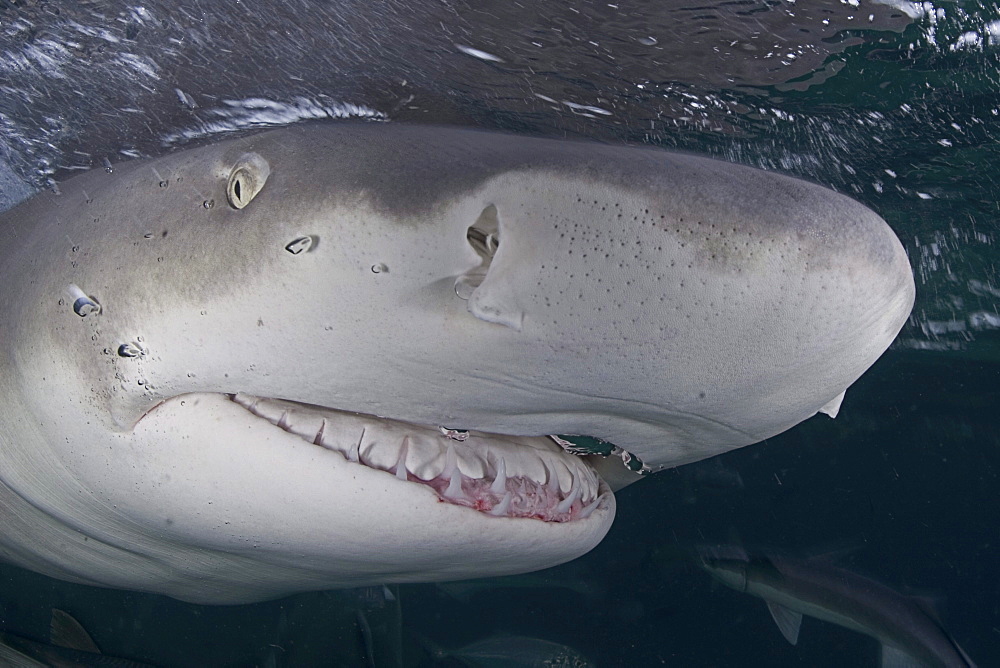 Caribbean, Bahamas, Little Bahama Bank, Lemon Shark (Negaprion brevirostris) close-up near surface.