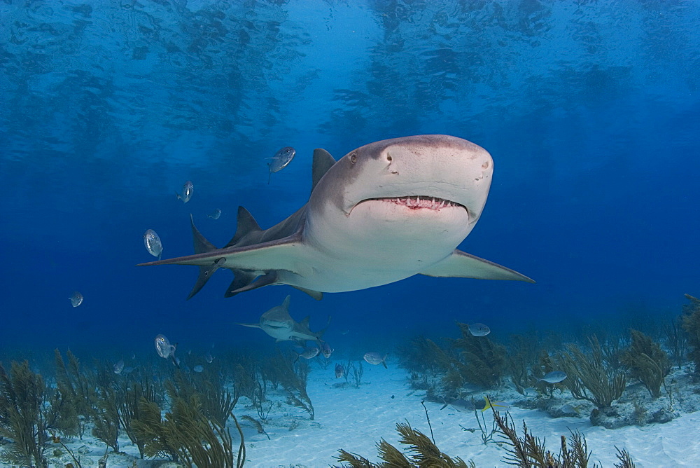 Caribbean, Bahamas, Little Bahama Bank, Lemon Shark (Negaprion brevirostris) near seafloor.