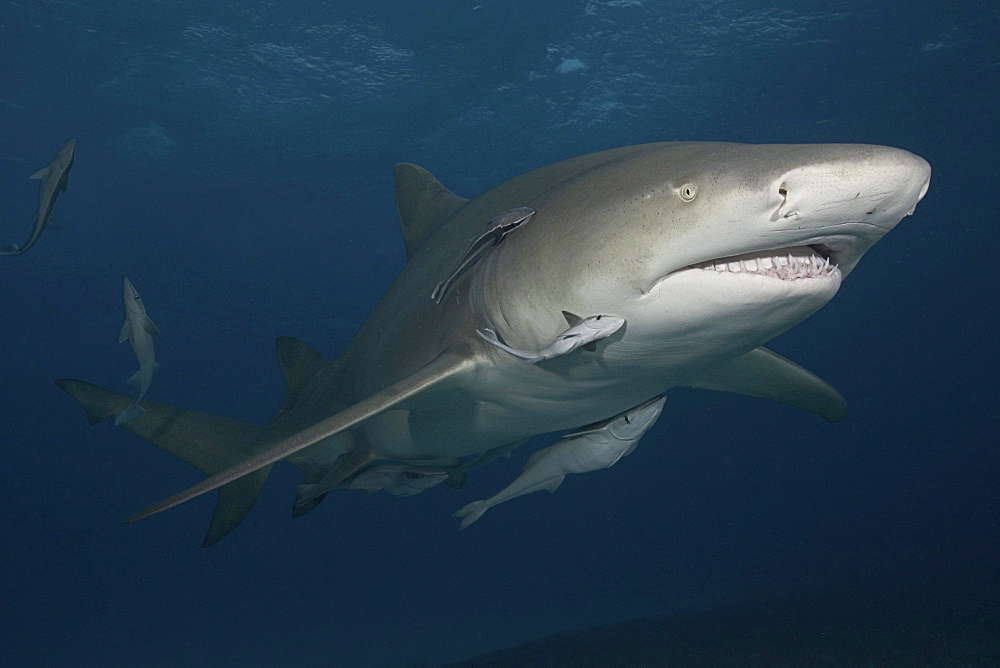 Caribbean, Bahamas, Little Bahama Bank, Lemon Shark (Negaprion brevirostris) with remora.