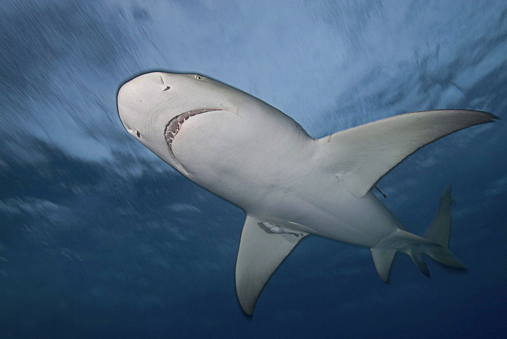 Caribbean, Bahamas, Little Bahama Bank, Lemon Shark (Negaprion brevirostris), view from below.