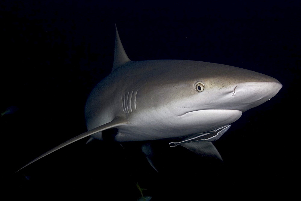 Caribbean, Bahamas, Caribbean Reef Sharks (Carcharhinus perezi), with remora in dark water.