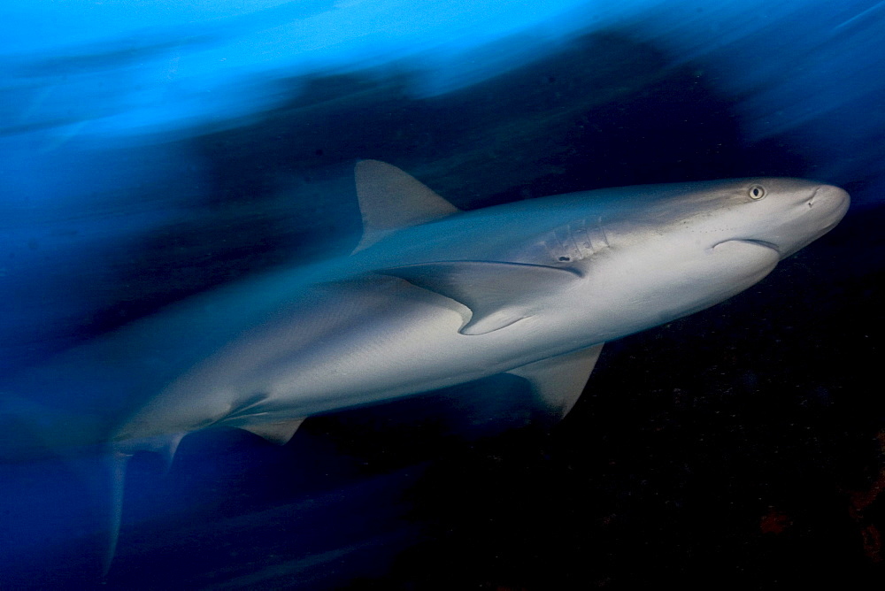 Caribbean, Bahamas, Caribbean Reef Shark (Carcharhinus perezi).