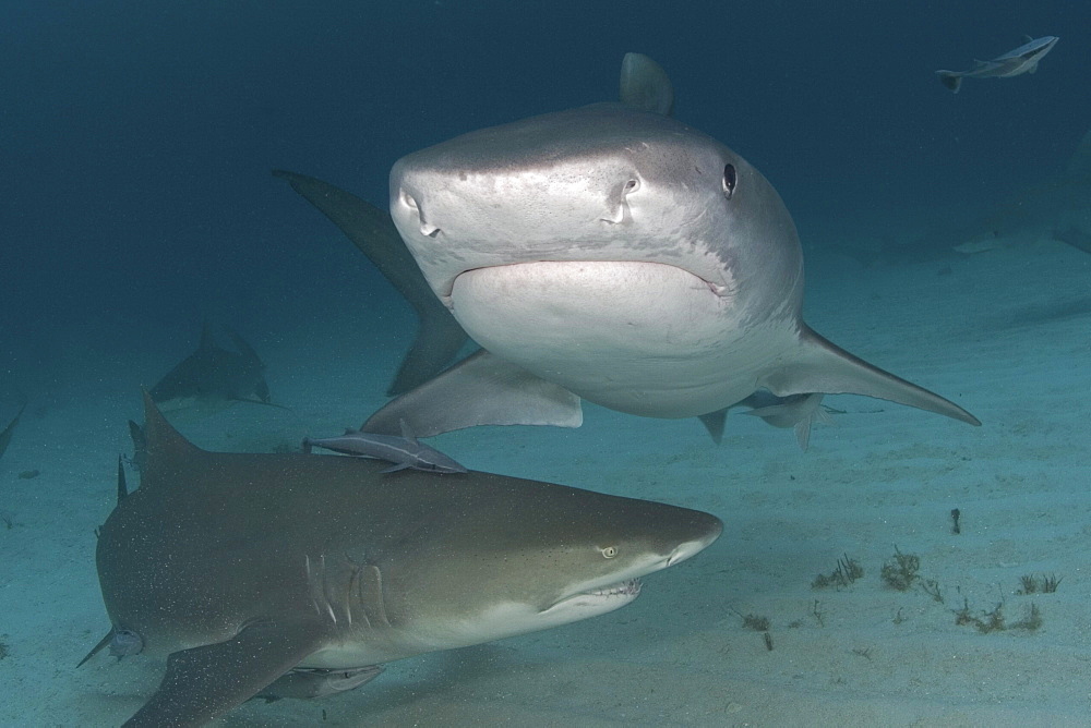 Caribbean, Bahamas, Little Bahama Bank, 14 foot tiger shark [Galeocerdo cuvier], and lemon shark (negaprion brevirostris).