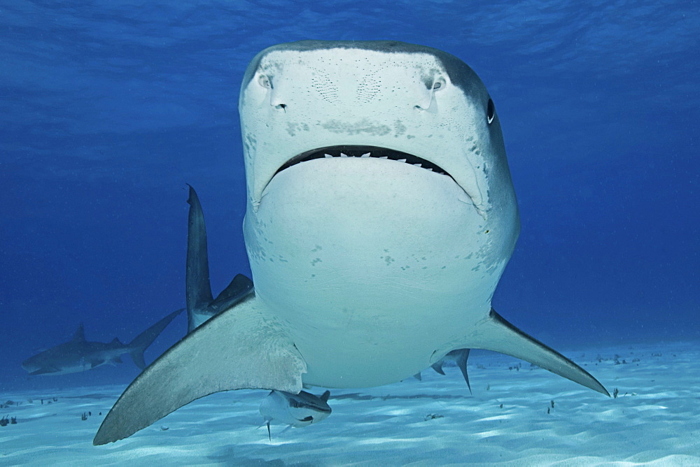 Caribbean, Bahamas, Little Bahama Bank, 14 foot tiger shark [Galeocerdo cuvier].