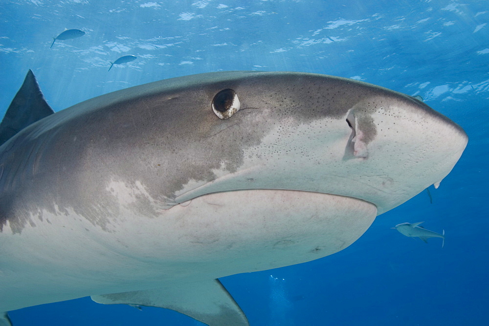 Caribbean, Bahamas, Little Bahama Bank, 14 foot tiger shark [Galeocerdo cuvier].