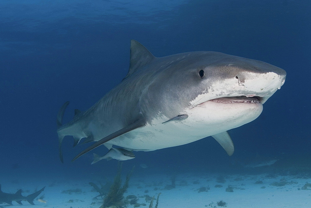 Caribbean, Bahamas, Little Bahama Bank, 14 foot tiger shark [Galeocerdo cuvier].