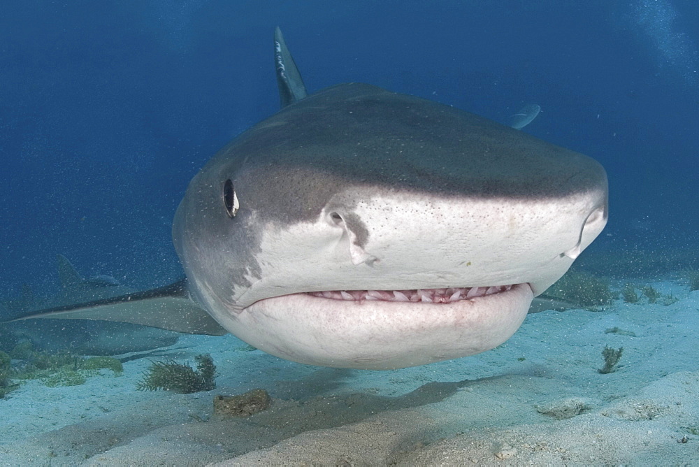 Caribbean, Bahamas, Little Bahama Bank, 14 foot tiger shark [Galeocerdo cuvier].