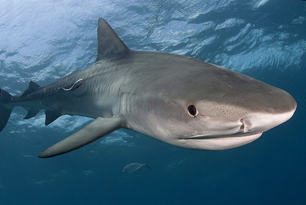 Caribbean, Bahamas, Little Bahama Bank, 14 foot tiger shark [Galeocerdo cuvier].