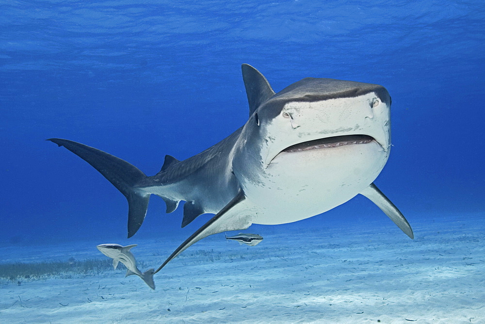 Caribbean, Bahamas, Little Bahama Bank, 14 foot tiger shark [Galeocerdo cuvier], with remora.