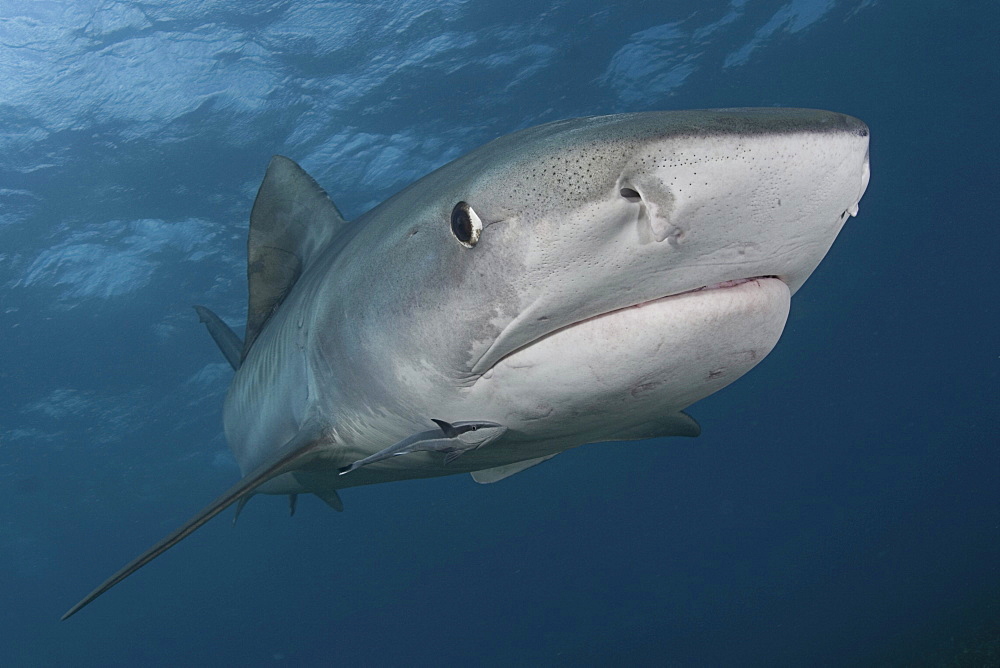 Caribbean, Bahamas, Little Bahama Bank, 14 foot tiger shark [Galeocerdo cuvier], with remora.