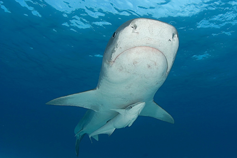 Caribbean, Bahamas, Little Bahama Bank, 14 foot tiger shark [Galeocerdo cuvier], with remora.