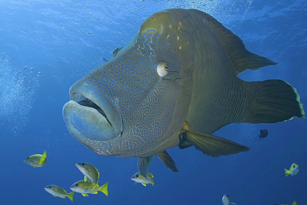 Micronesia, Palau, Close-up of a large Napoleon wrasse (Cheilnus undulatus).