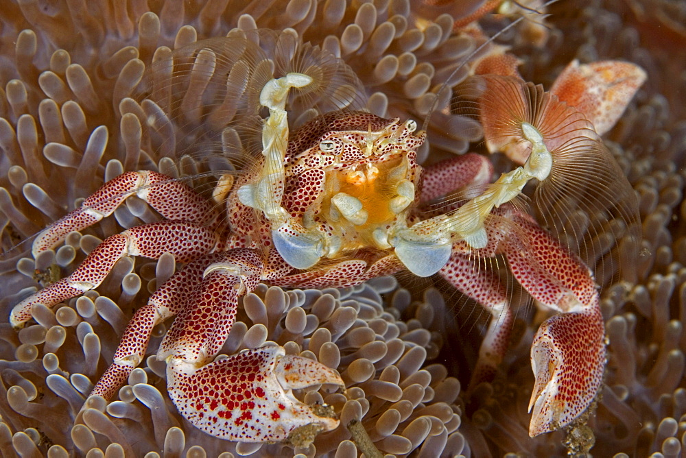 Indonesia, Pura Island, Porcelain crab (neopetrolisthes maculata) on an anemone.