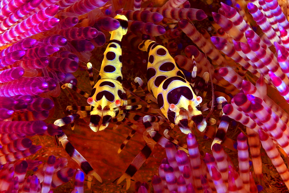 Indonesia, Komodo Island, Two coleman shrimp (periclimenes colemani) on bright pink urchin.