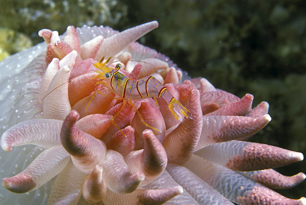 Canada, British Columbia, Clown or candy stripe shrimp (lebbius grandimanus) on a crimson anemone (cribrinopsis fernaldi), eggs can be seen through the transparent tips of the anemone.