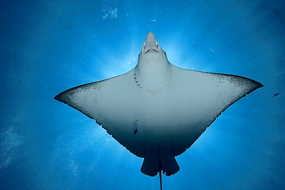 Micronesia, Palau, Spotted eagle ray (Aetobatus narinari), view from below, light coming from behind.