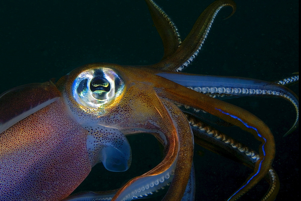 Indonesia, Banda Sea, Banda Niera Island, Reef squid (sepioteuthis lessonia) at night.