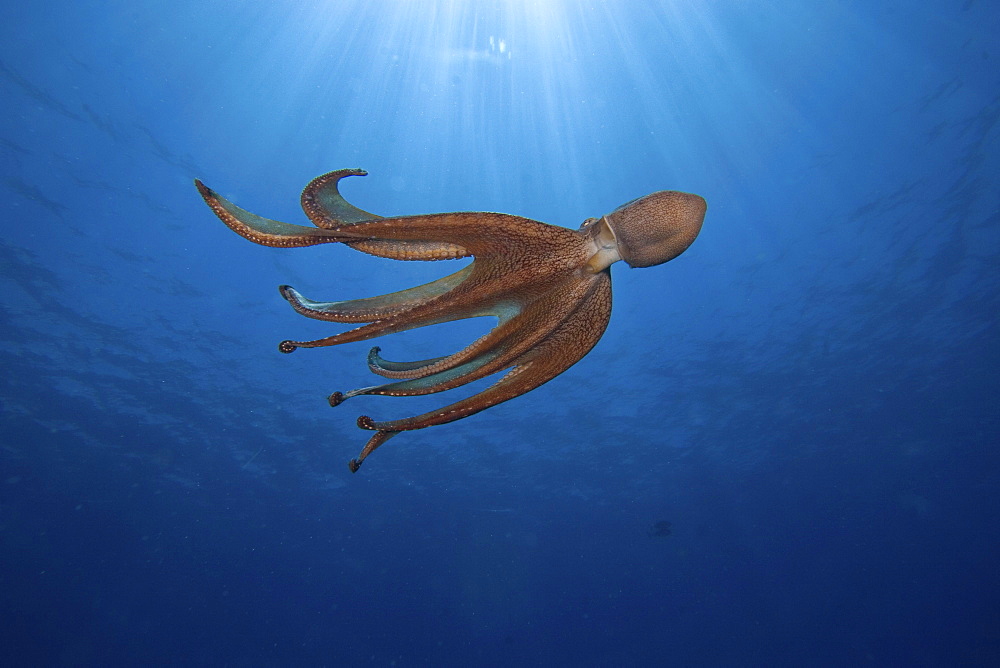 Hawaii, Day octopus (Octopus cyanea) propelling through blue water.