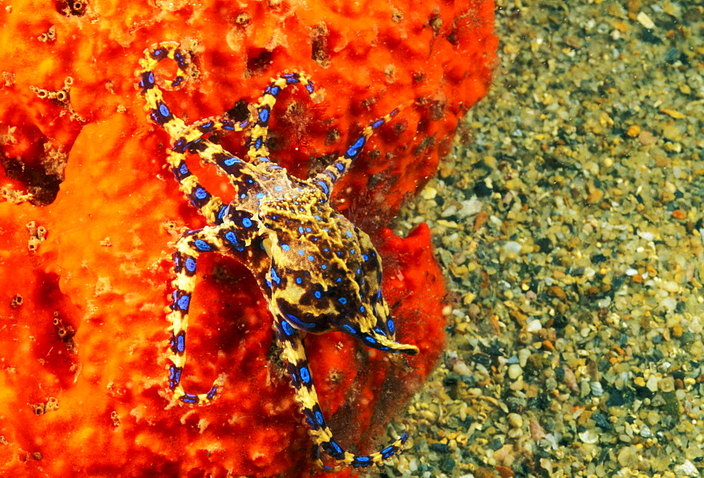 Australia, Venomous Blue Ringed octopus (Hapalochlaena maculosa) attached to sea sponge.