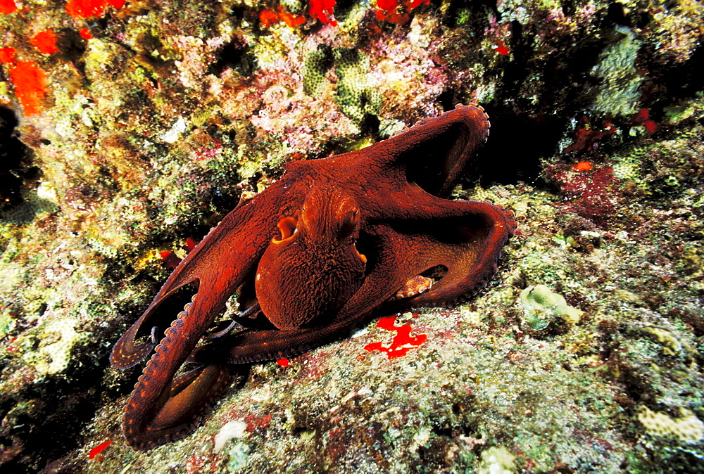 Hawaii, Day Octopus (Octopus cyanea) on colorful reef.