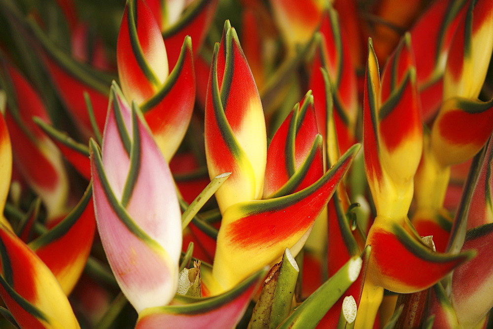 Hawaii, Big Island, Hilo, close-up of bunch of Heliconia.