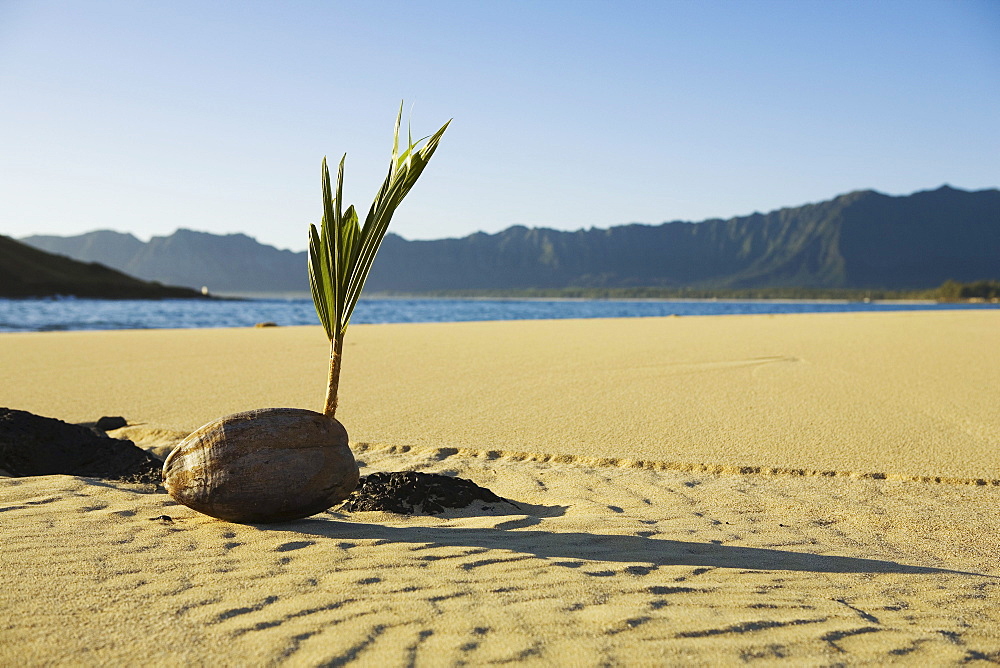 Hawaii, Oahu, Windward, Closeup of coconut sprouting on sandy beach, ocean and Koolau mountains in background.