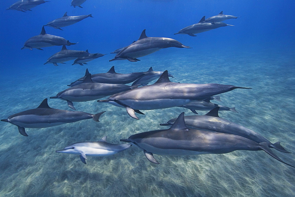 Hawaii, Big Island, Kona Coast, pod of spinner dolphins [Stenella longirostris] swimming underwater.