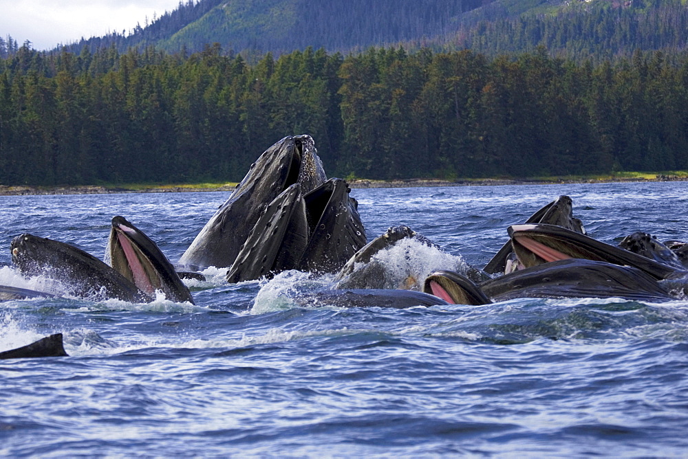 Alaska, Frederick Sound, Humpback whales (megaptera novanglia) bubble net feeding on herring.