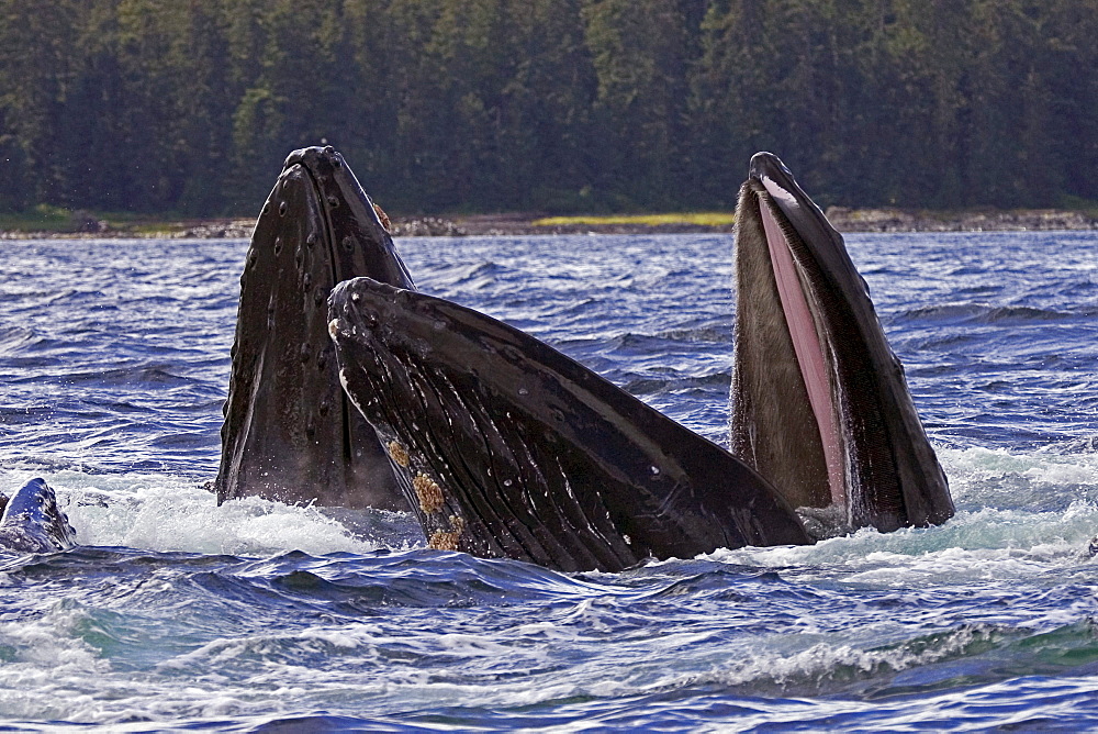 Alaska, Frederick Sound, Humpback whales (megaptera novanglia) bubble net feeding on herring.