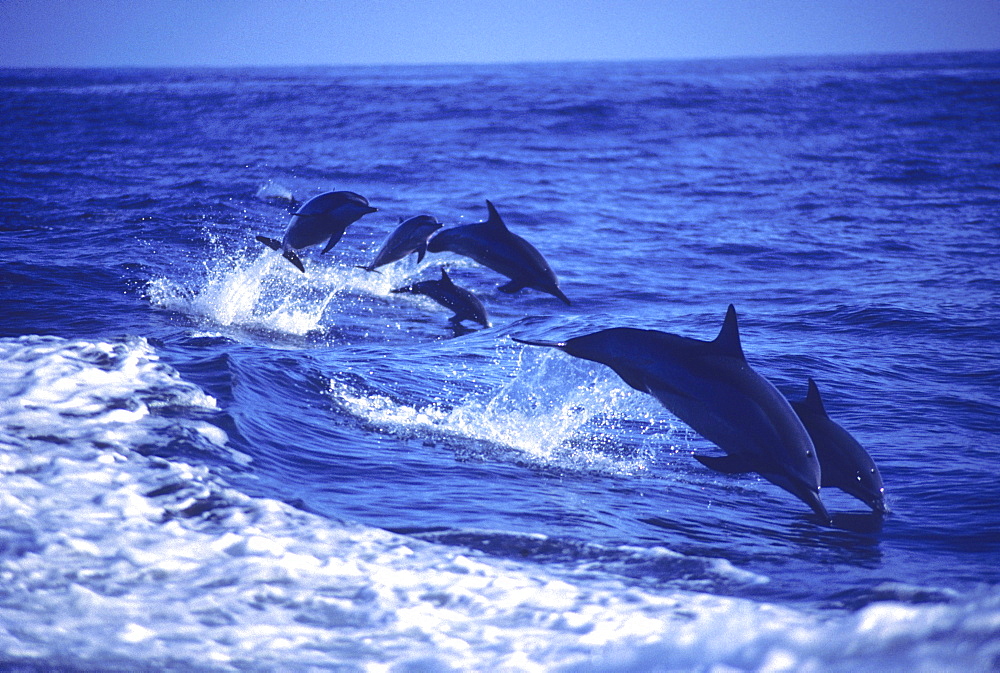 Hawaii, six spinner dolphins (Stenella longirostris) leap into the air at the same time.