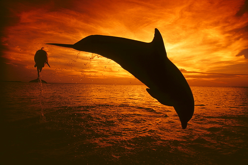 Honduras, Roatan, A pair of Atlantic Bottlenose Dolphin (Tursiops truncatus) leap into a Caribbean sunset.