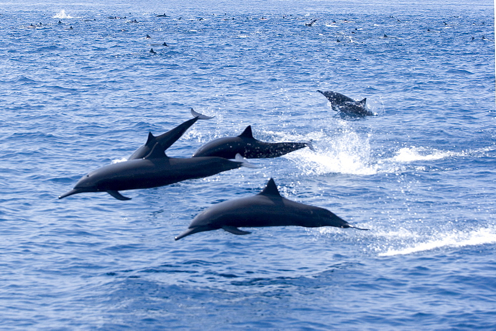 Guatemala, Puerto Quetzal, Spinner Dolphins jumping.