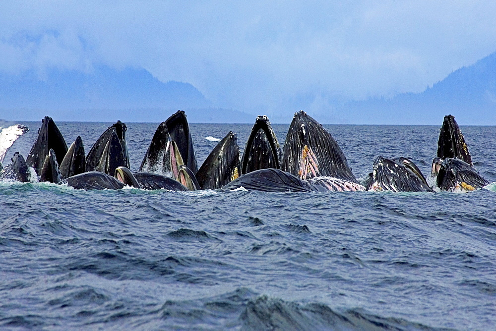 Alaska, Frederick Sound, Humpback whales (megaptera novanglia) bubble net feeding on herring.