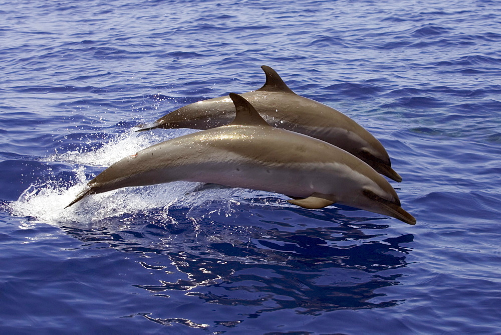 Hawaii, two Pantropical spotted dolphin (stenella attenuata) jumping.