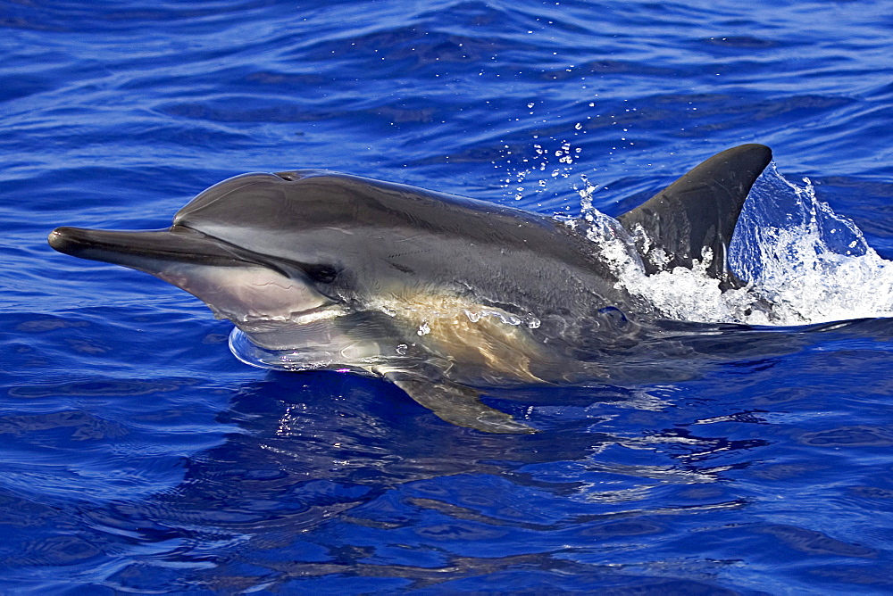 Hawaii, Big Island, Kona, Spinner dolphin (stenella longirostris) at surface.