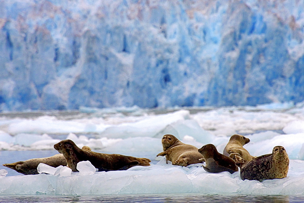 Alaska, Le Conte Glacier, Harbor seals resting on iceflow.