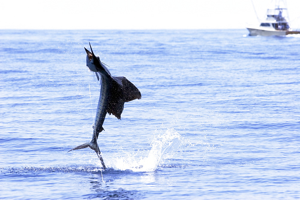 Guatemala, Marina Pez Vela, Sailfish jumping.