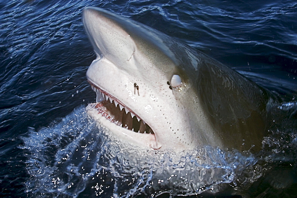 Hawaii, Oahu, North Shore, Galapagos shark showing teeth at surface.