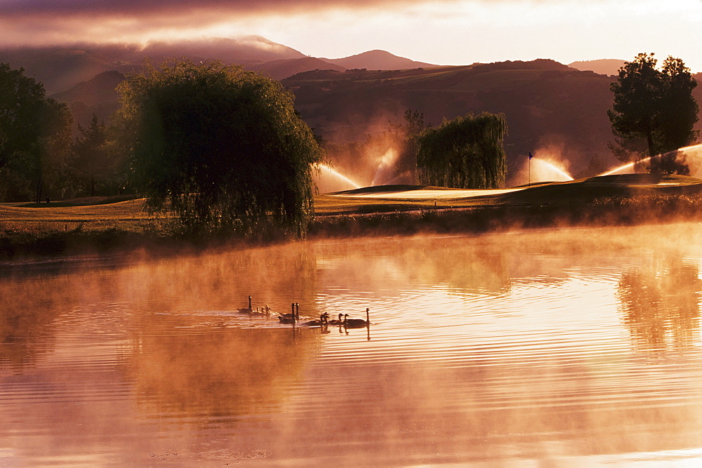 California, Sonoma, Sonoma Golf Course, Ducks on misty pond at sunrise.