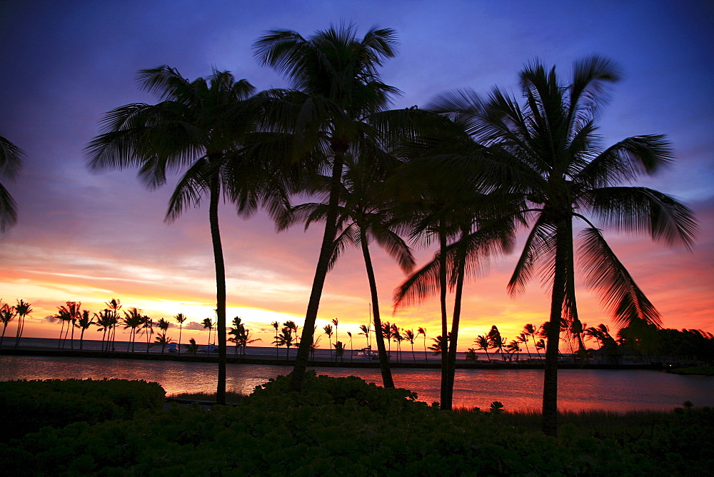 Hawaii, Big Island, South Kohala, Anaeho'omalu Bay, dramatic and colorful sunset sky with palm tree silhouettes.