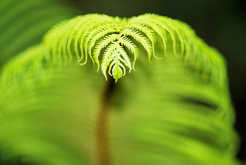 Hawaii, Big Island, Closeup of hapu'u fern (tree fern) tip.