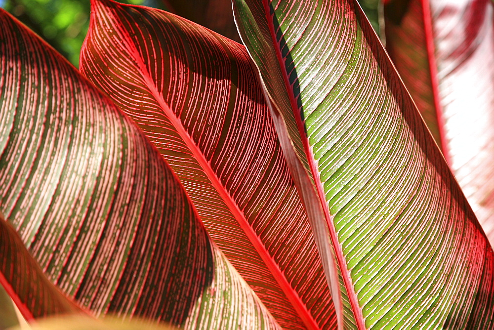 Detailed view of a pink-striped Heliconia Indica leaves.