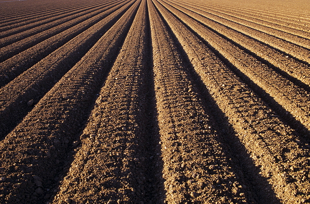 California, Field of plowed soil ready for planting.