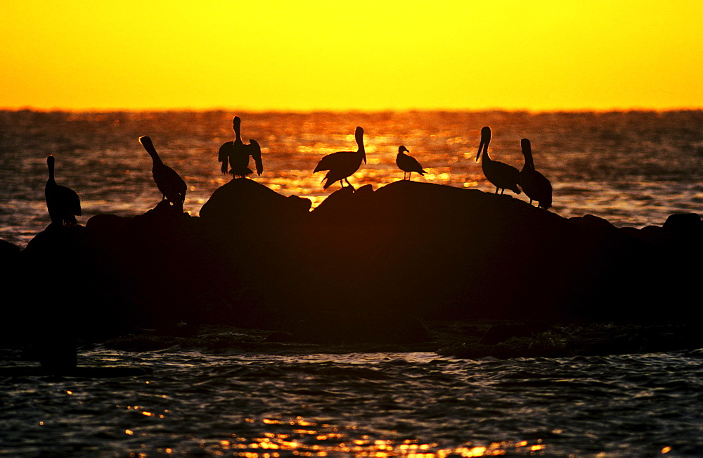 Mexico, Cabo San Lucas, Pelicans silhouetted against orange sunset on ocean rocks.